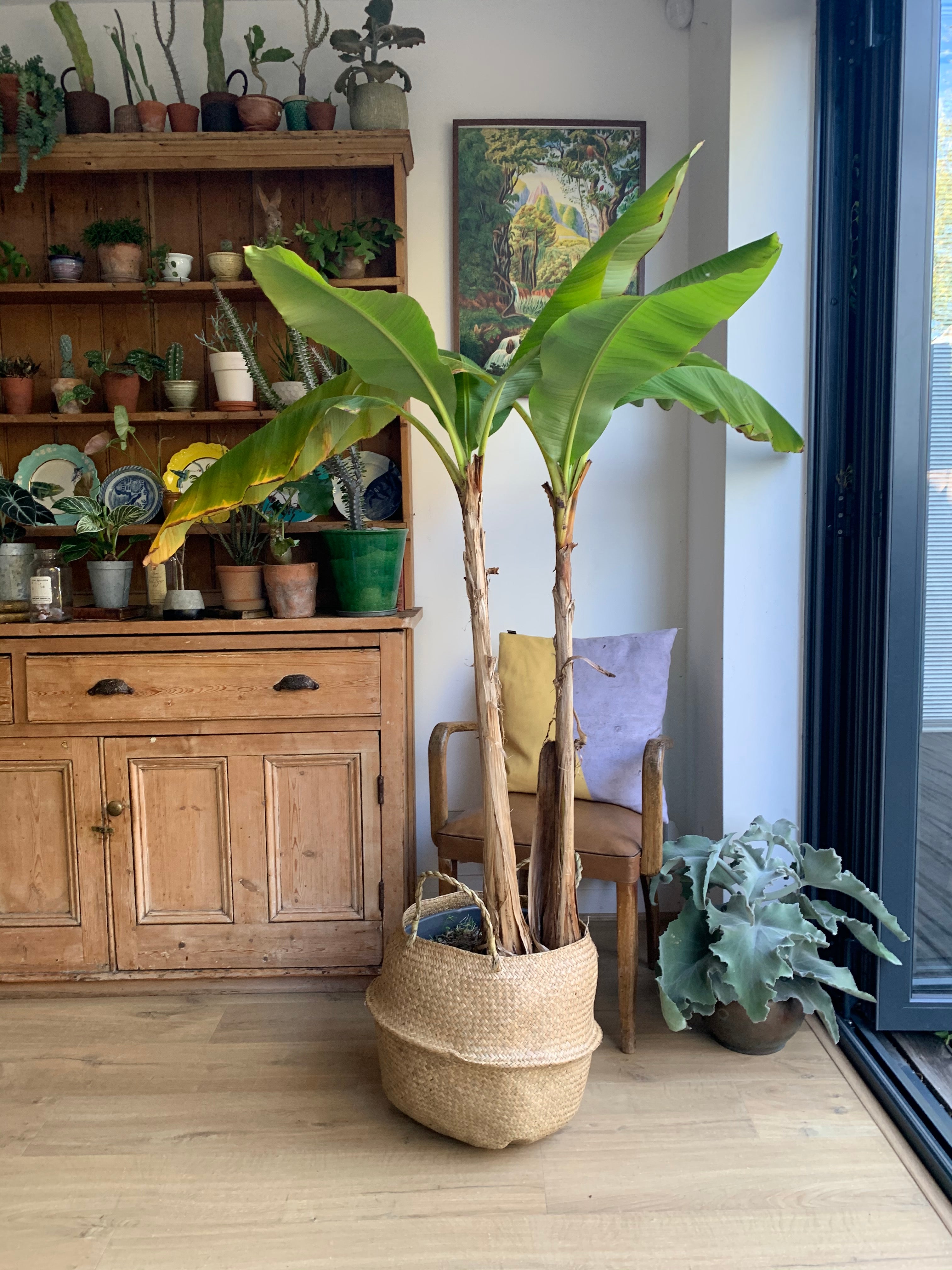 musa plant indoor care Musa basjoo | Japanese Banana