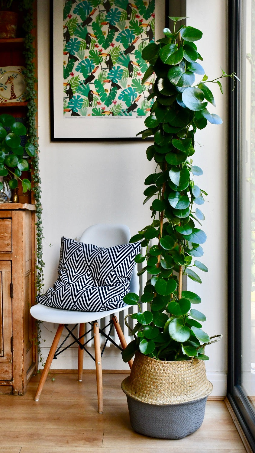 cissus indoor plant Cissus Rotundifolia | Online Plants