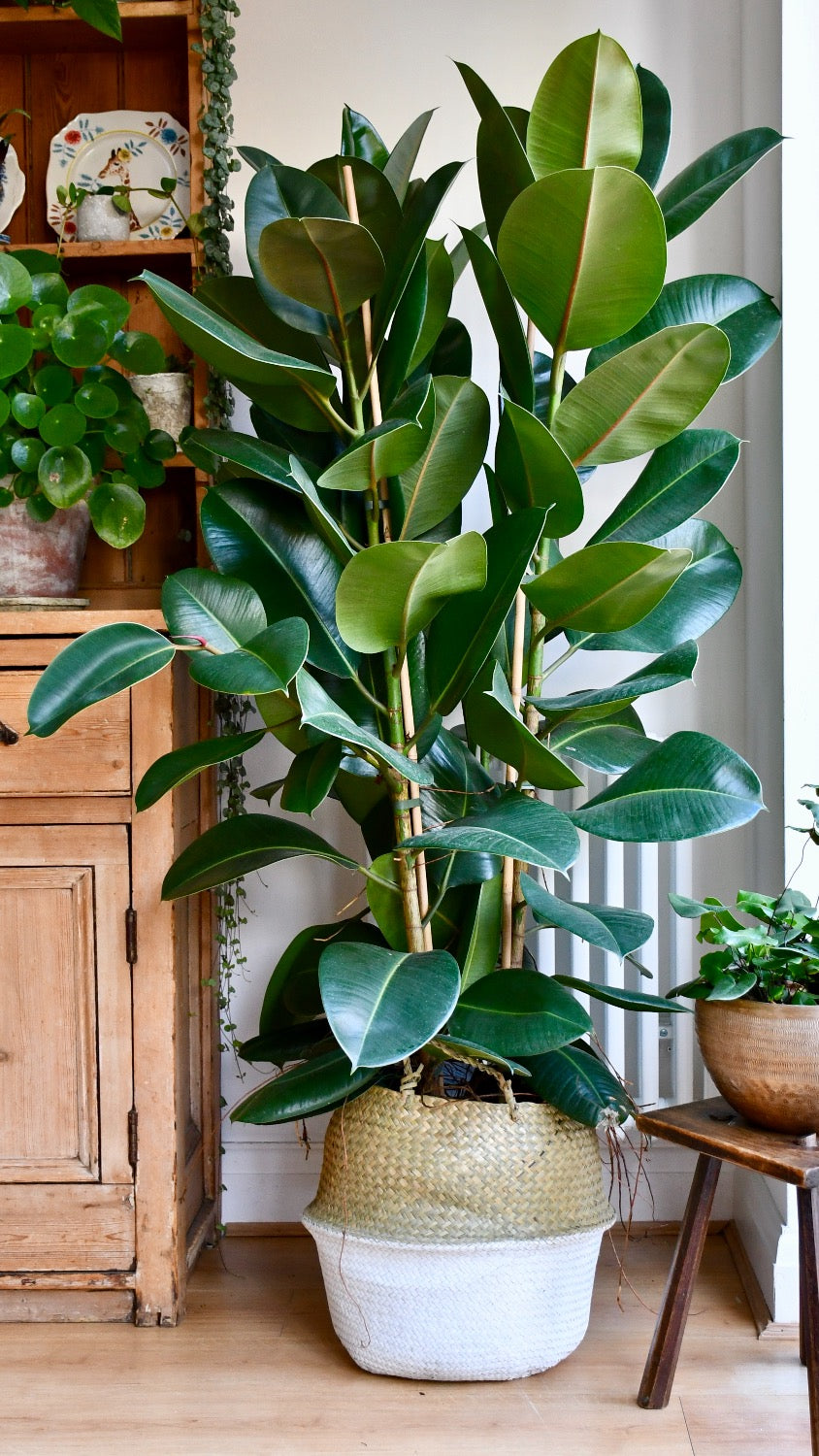 Rubber Plant Ficus Elastica Happy Houseplants Happy Houseplants