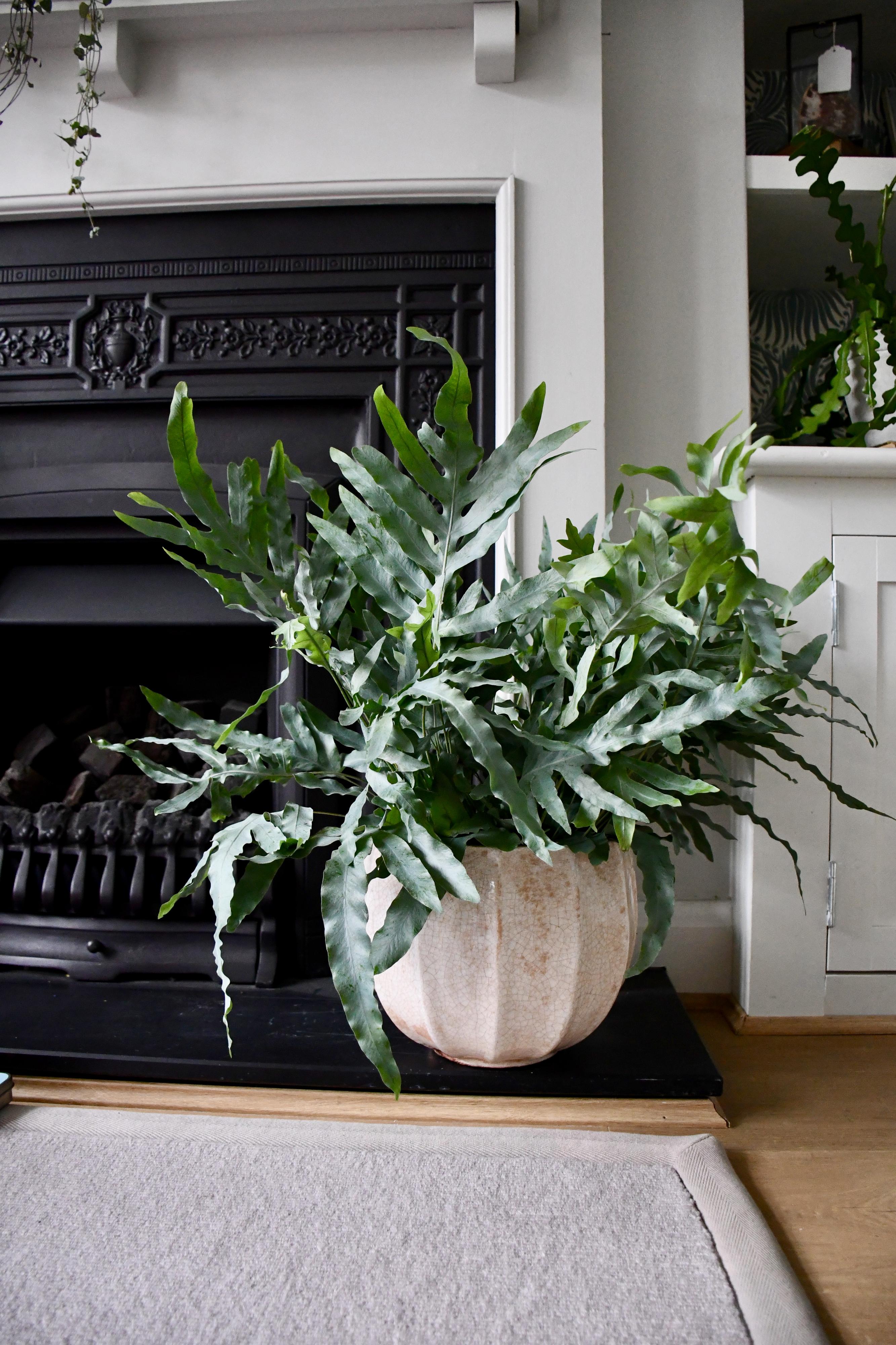 Phlebodium Aureum 'Blue Star' | UK Delivery