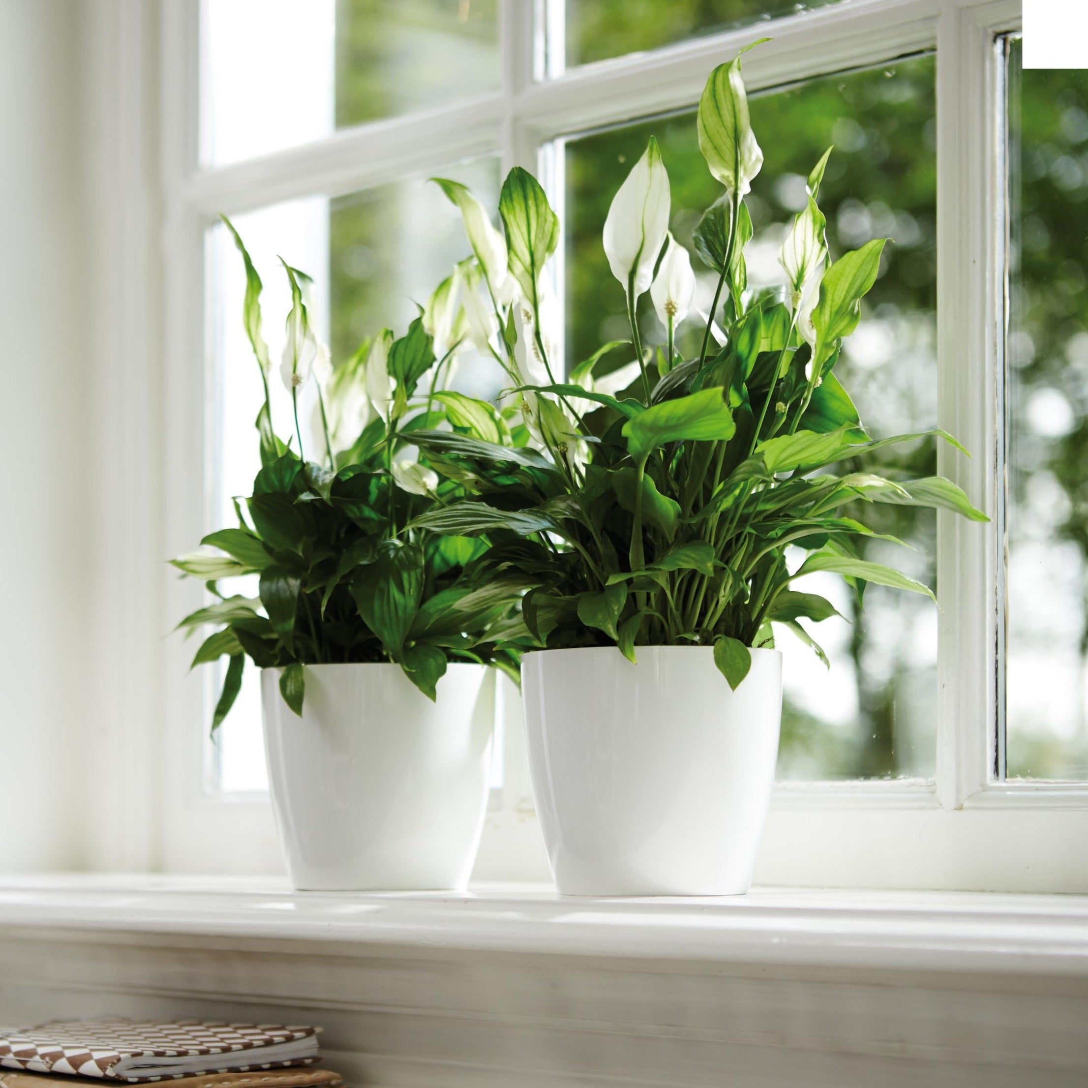 Brussels Round Plant Pot 14cm Happy Houseplants Happy Houseplants