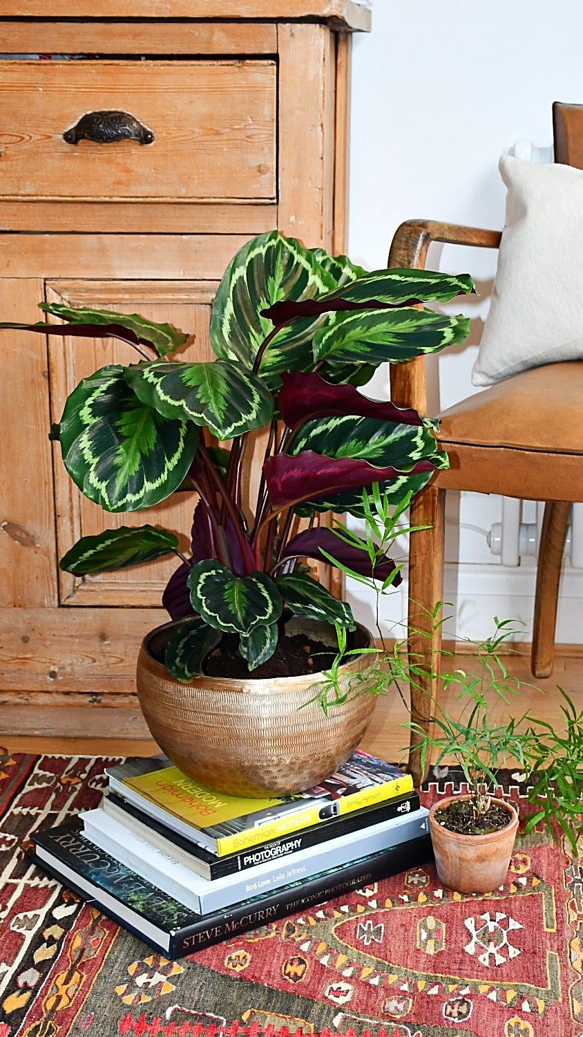 Calathea Veitchiana, Calathea Medallion, Prayer Plant – Happy Houseplants