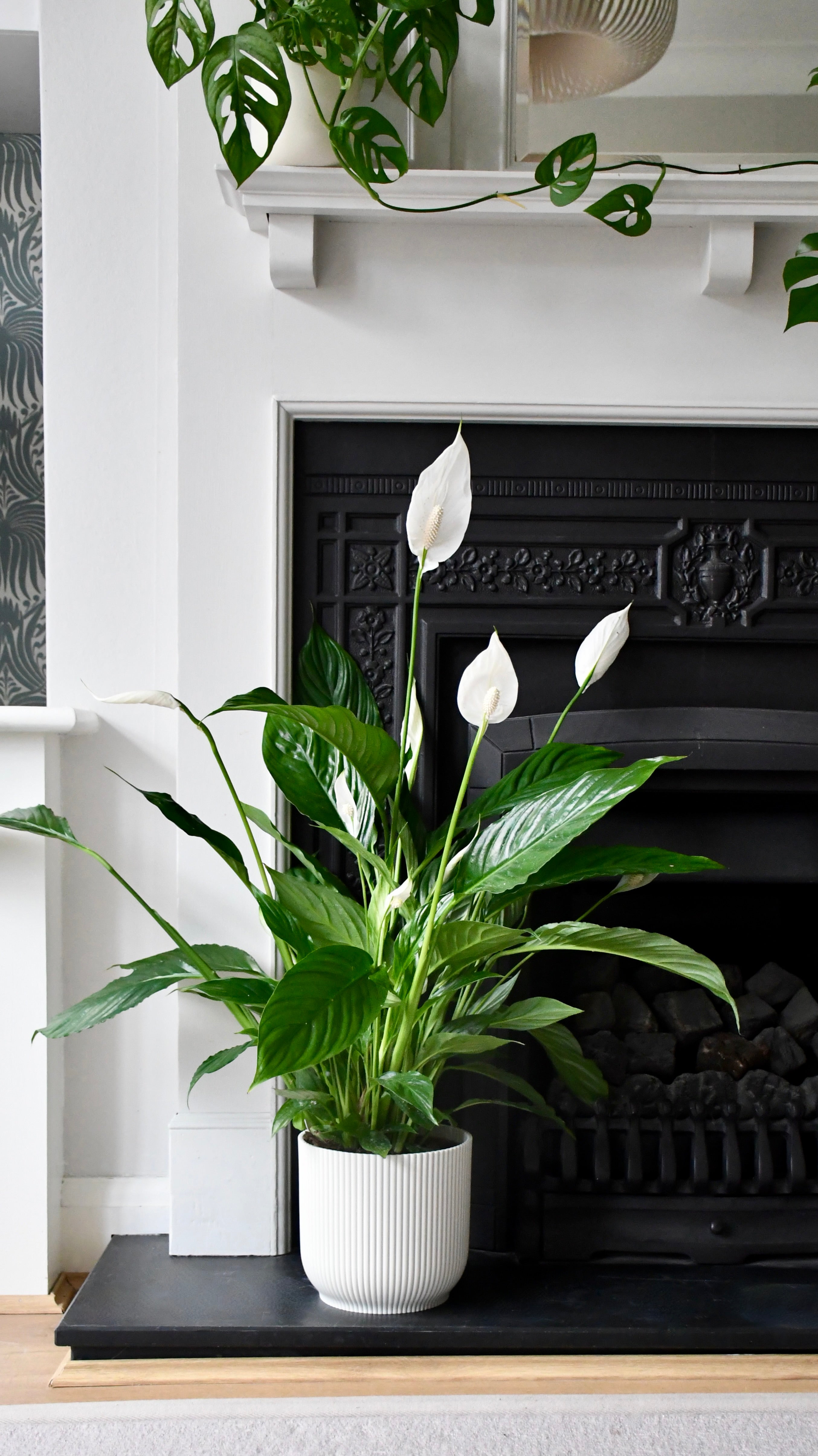 can peace lily be kept in bedroom Large Peace Lily | Spathiphyllum