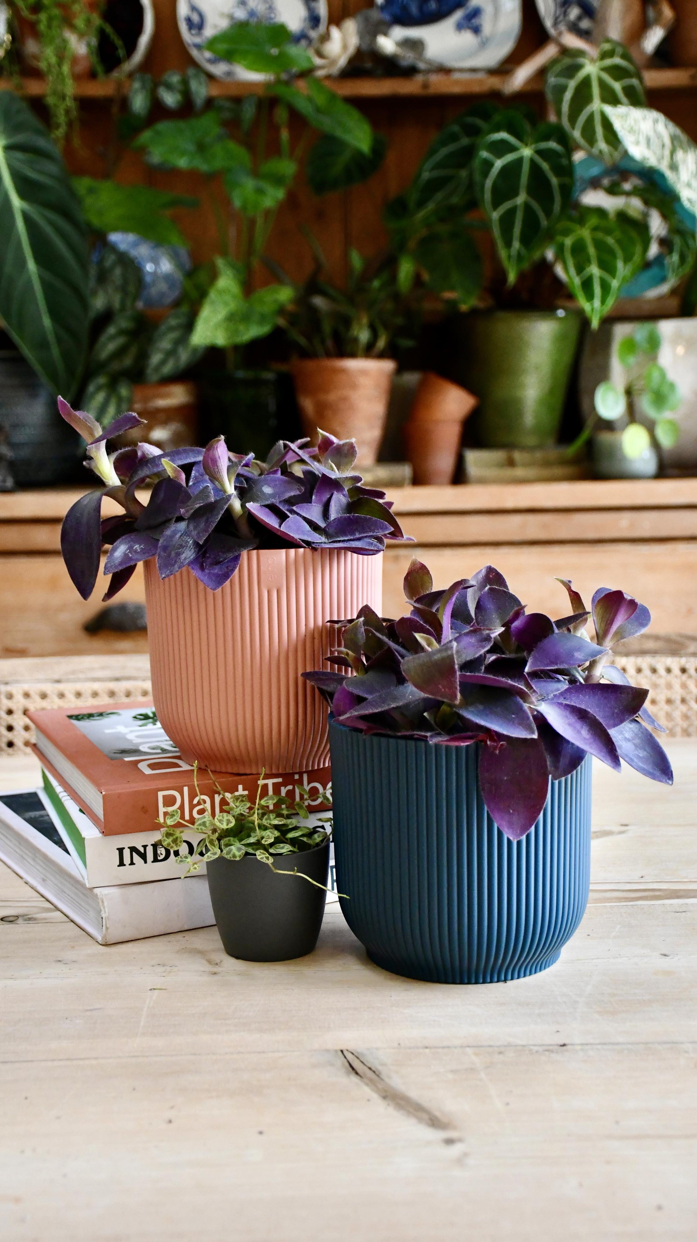 Purple plant deals pot