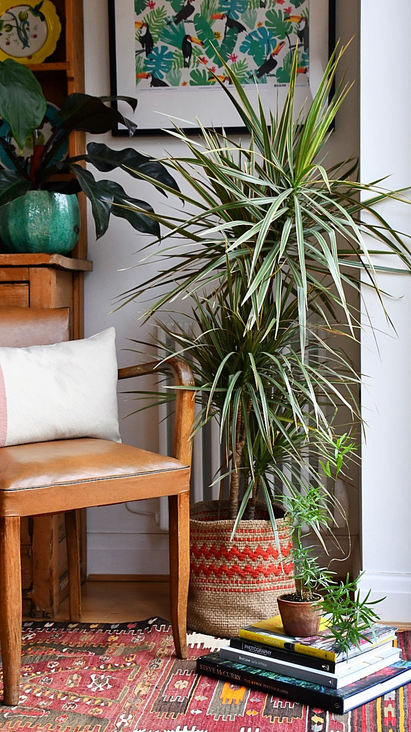 Dragon plant - Dracaena Fragrans