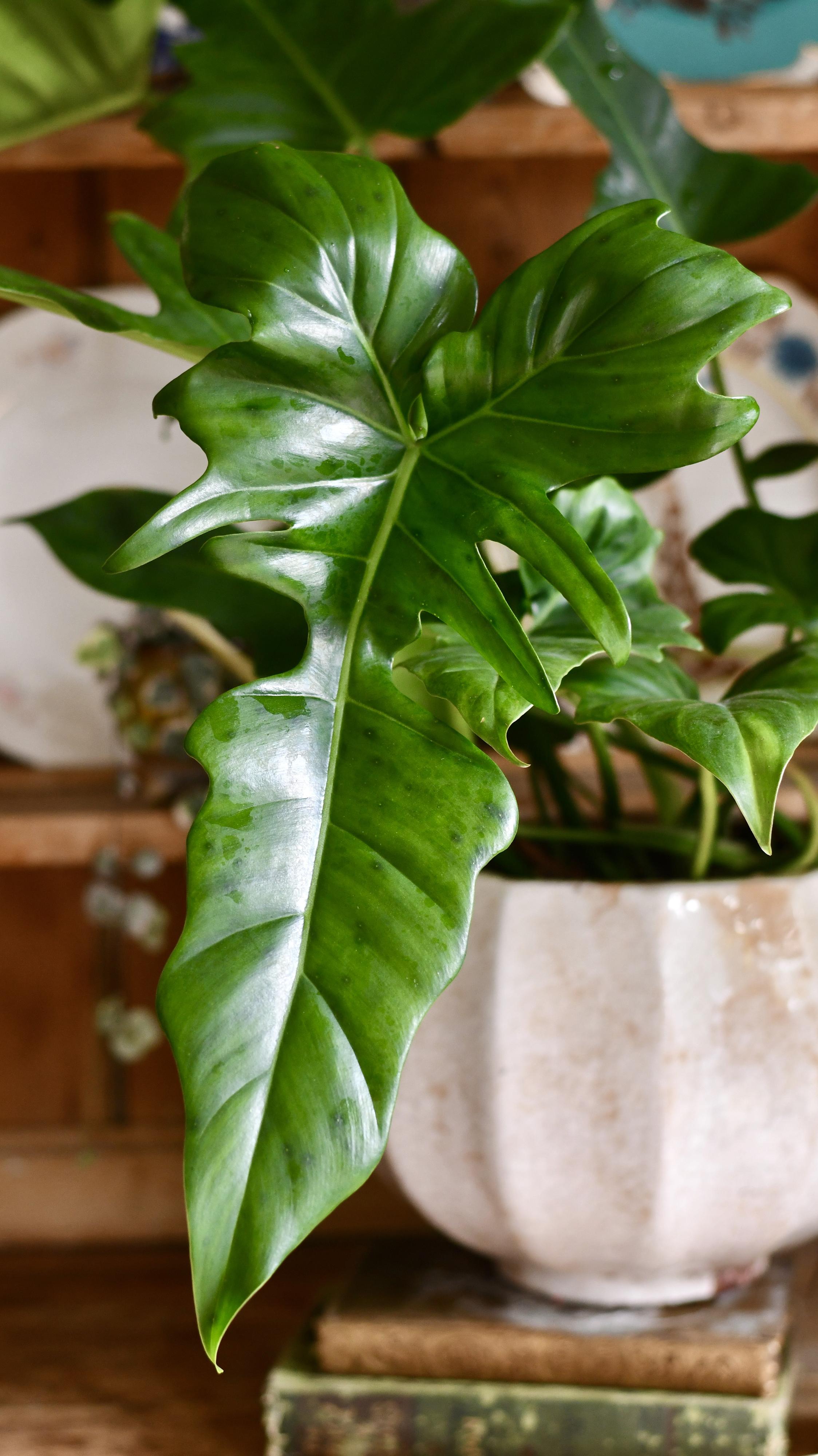 Philodendron Green Dragon Rare Plants Happy Houseplants