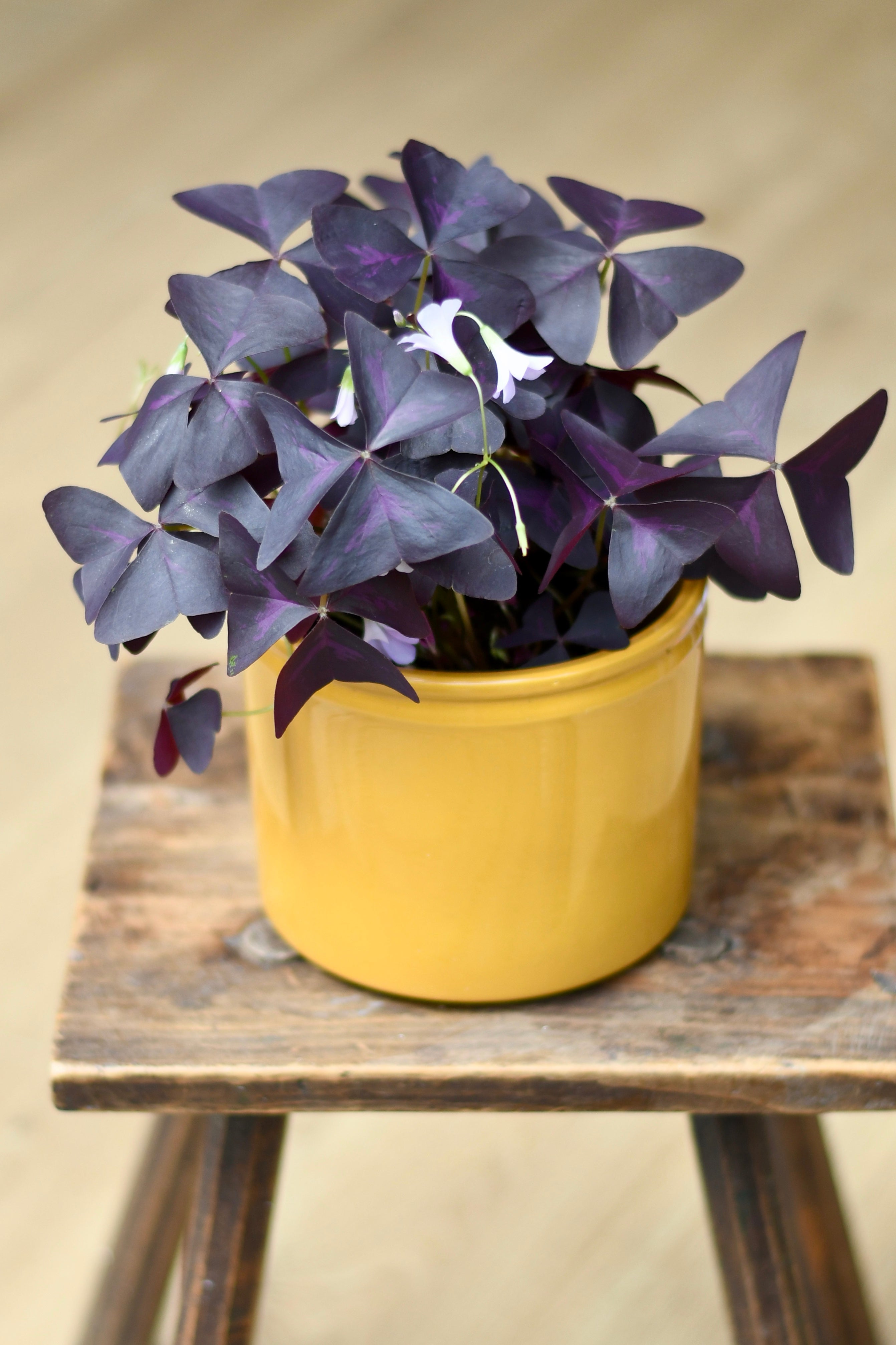 Purple 2025 shamrock plant