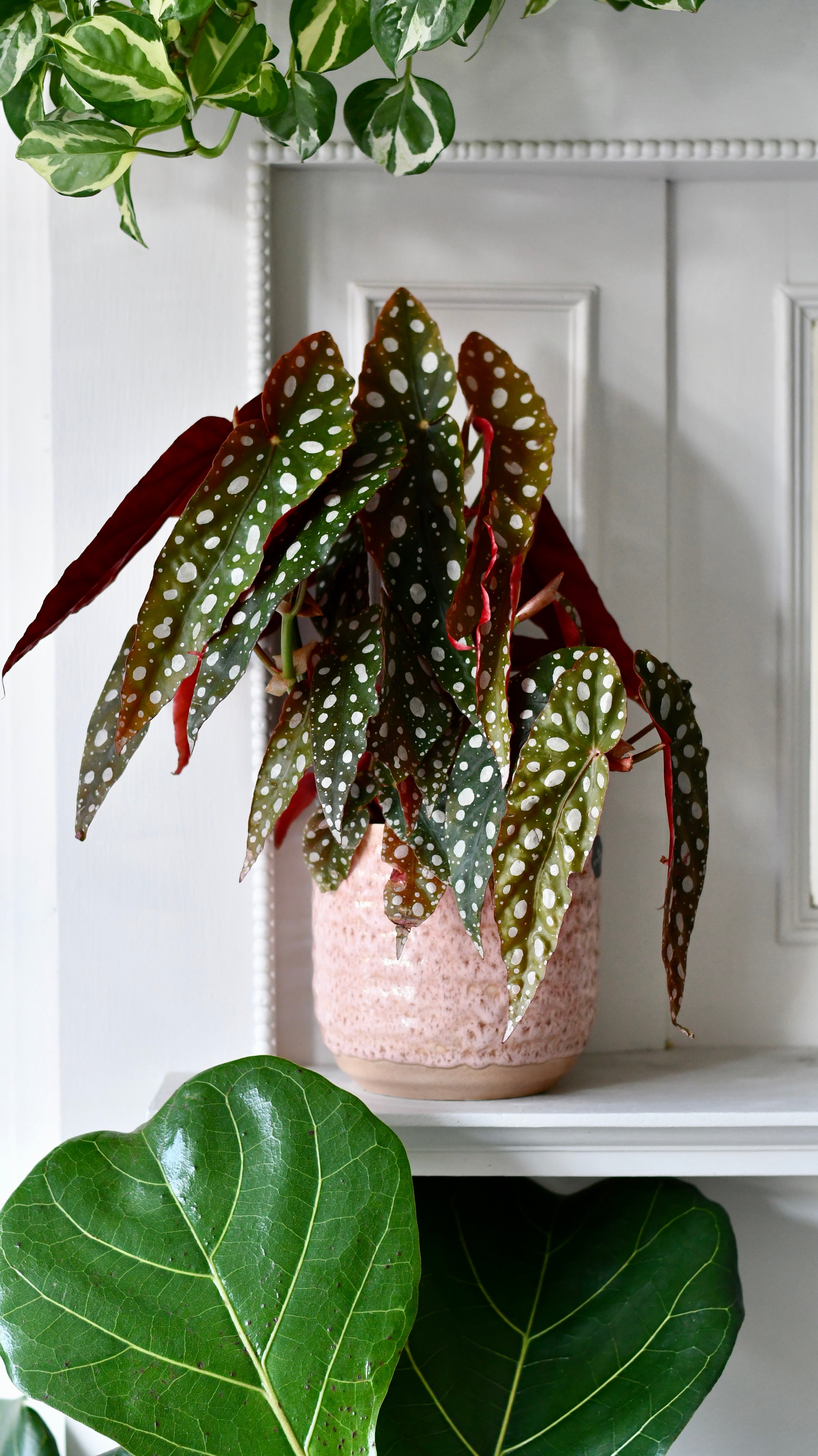 indoor begonia plant Begonia Begonia Maculata | Polka Dot Begonia