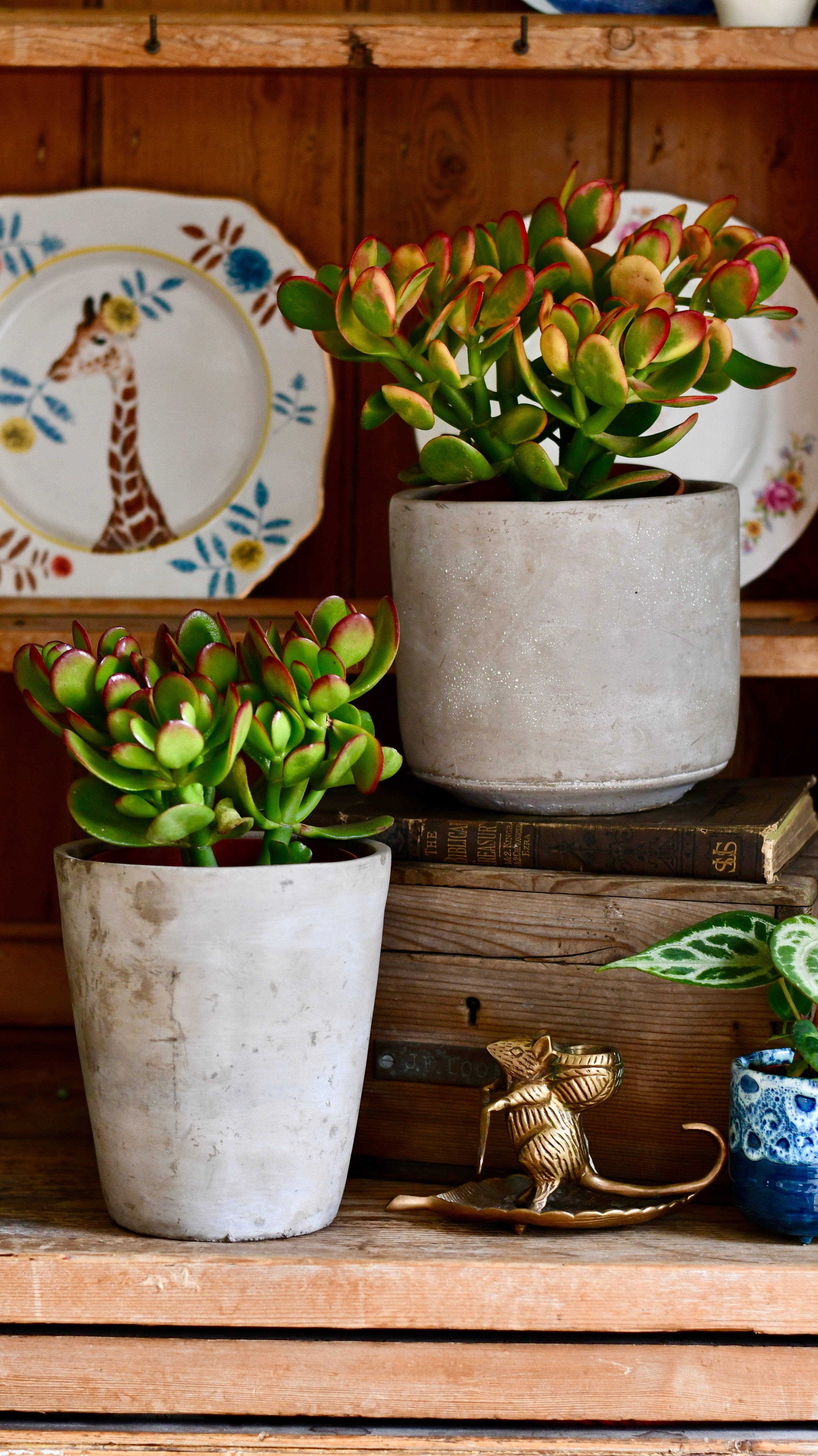 small-crassula-ovata-sunset-variegated-jade-plant-happy-houseplants