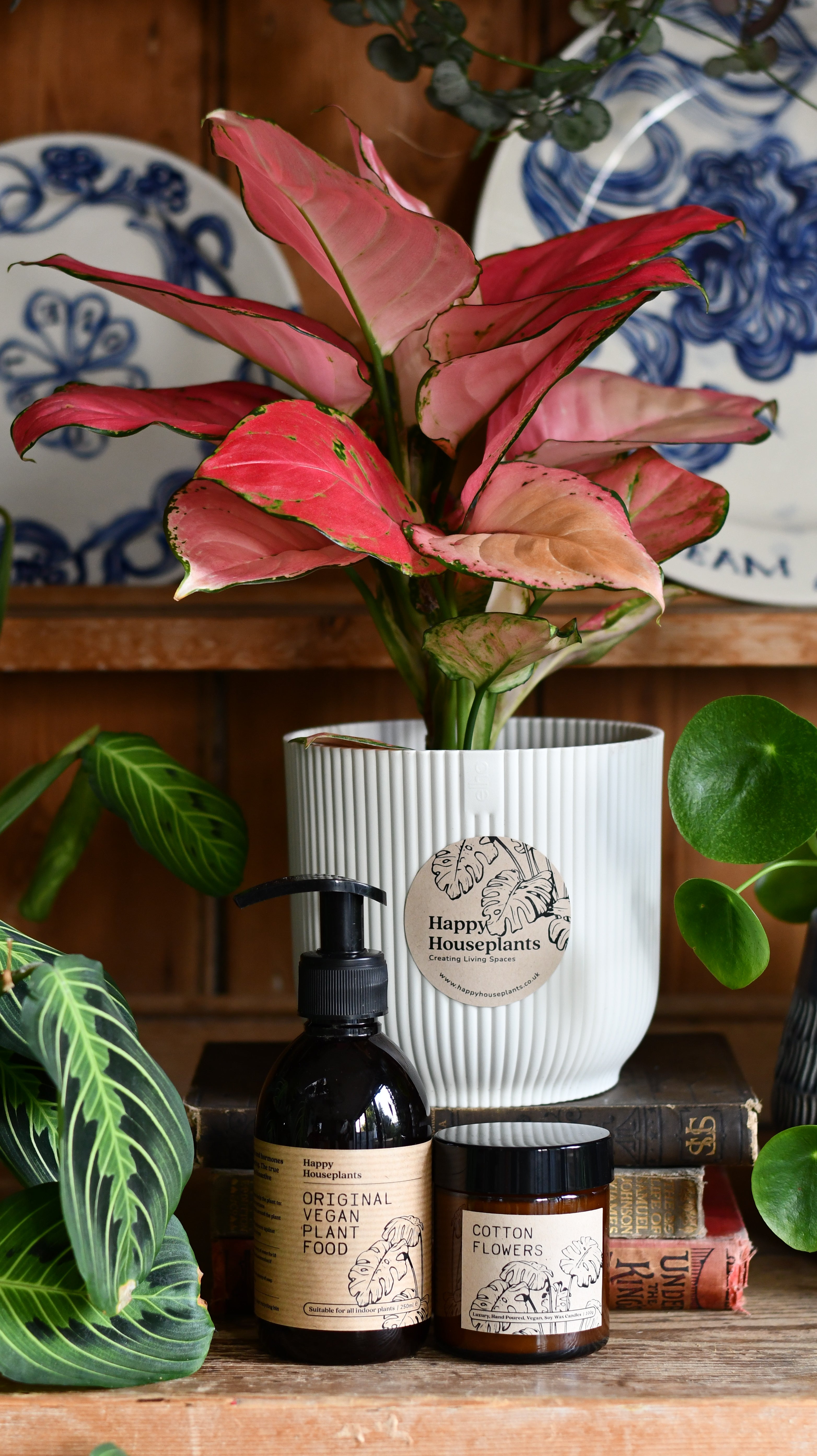 Aglaonema Pink Plant Gift Set Scented Candle Happy Houseplants