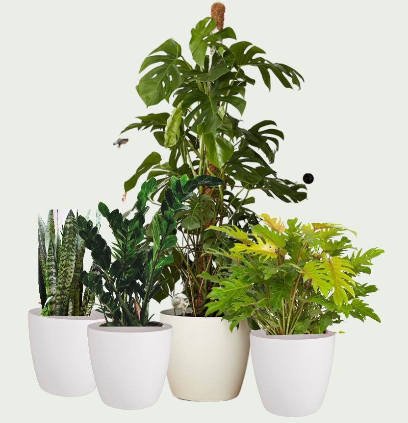buy pot plants uk Small Office Plant Bundle with White Planters – Happy Houseplants