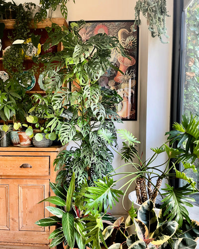 Pet Friendly Houseplants