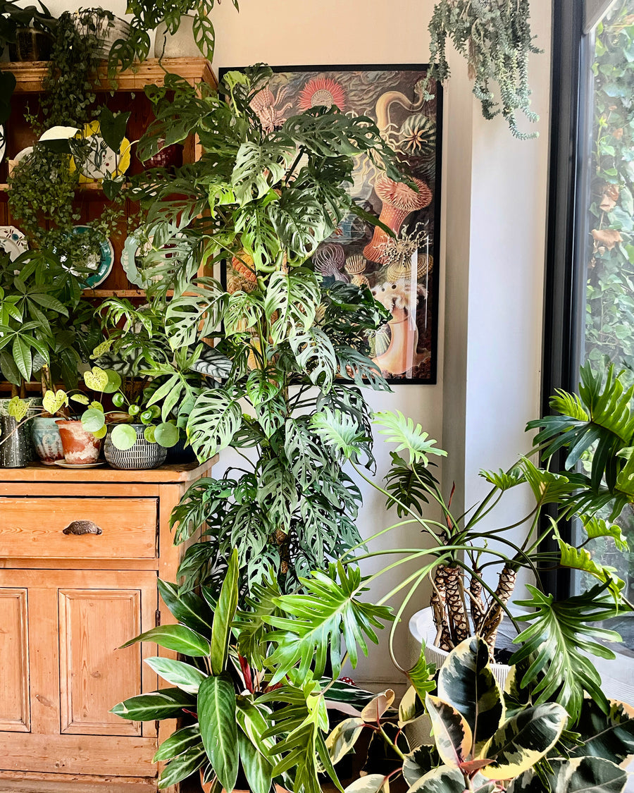 The Ultimate Guide to ShadeLoving Houseplants Happy Houseplants