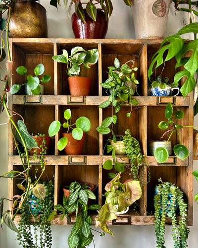 Keeping Your Houseplants Alive: The Most Sustainable Choice You Can Make in the Hobby