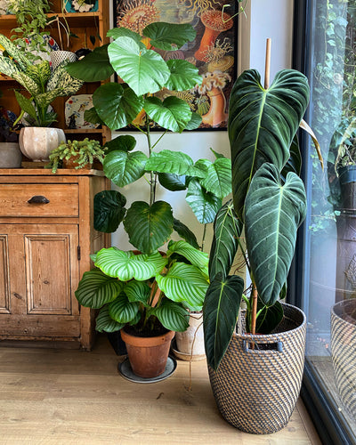 Large Houseplants