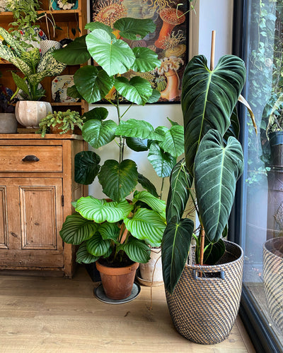 Unveiling the Latest Plant Trends: Happy Houseplants' Guide to Greening Up Your Space