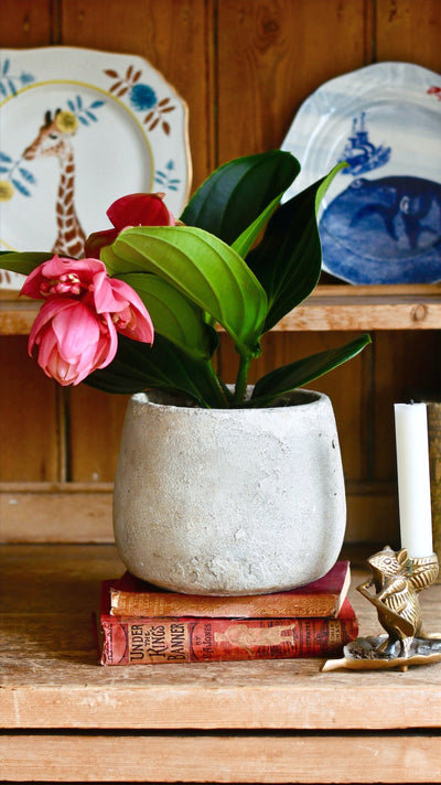 A Guide To The Perfect Houseplants For Shelves
