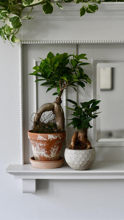 Amazing Bathroom Plant Ideas