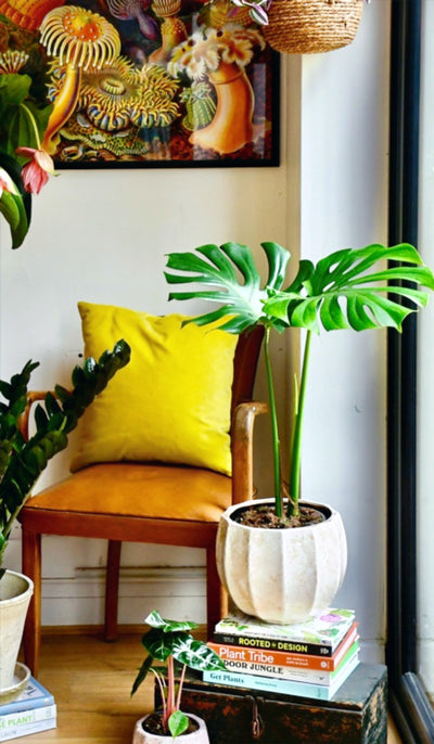 Embrace the power of indoor plants for an inspired return to the office!