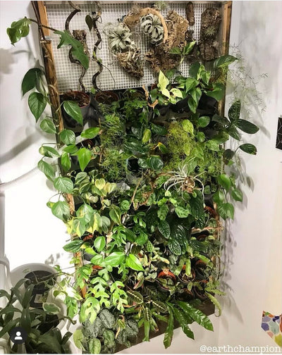 Bring Nature Inside Your Home with an Indoor Plant Wall