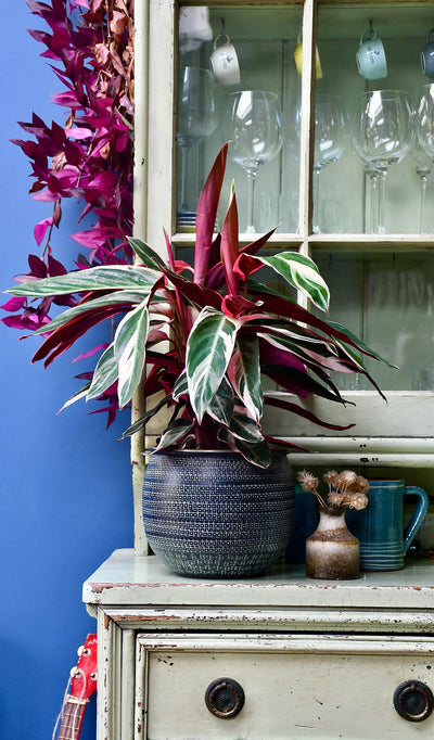 Watering Houseplants: Everything You Need to Know