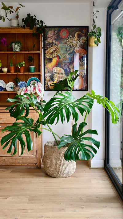 Benefits of Houseplants in the Workplace