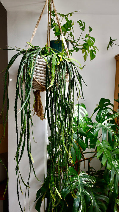 Hanging Plants in Your Kitchen, Bedroom or Living Space