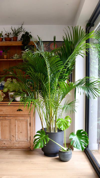 Areca Palm: How to Grow & Care an Areca Palm Houseplant