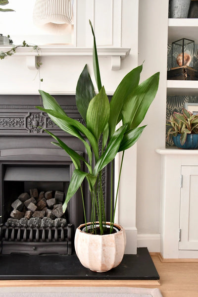 Is Aspidistra Elatior (Cast-Iron Plant) a Good Indoor Plant?