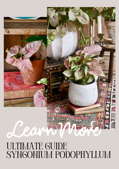 How to Care for Your Syngonium Podophyllum - Red Heart