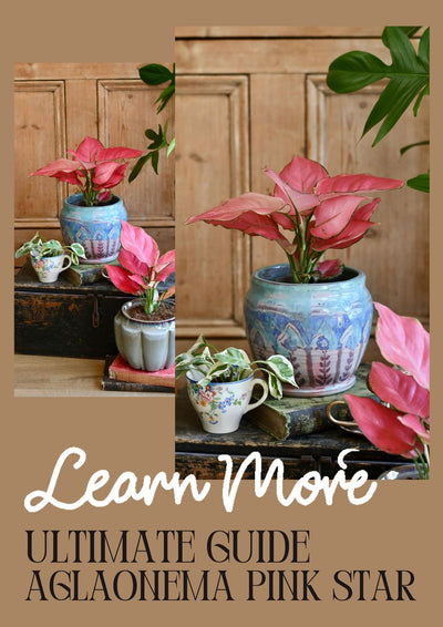 Aglaonema Pink Star Care Guide: Nurturing the Beauty of a Pink Foliage Houseplant