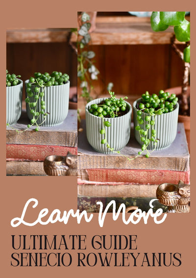 How to Care for String of Pearls (Senecio rowleyanus): A Charming and Delicate Succulent