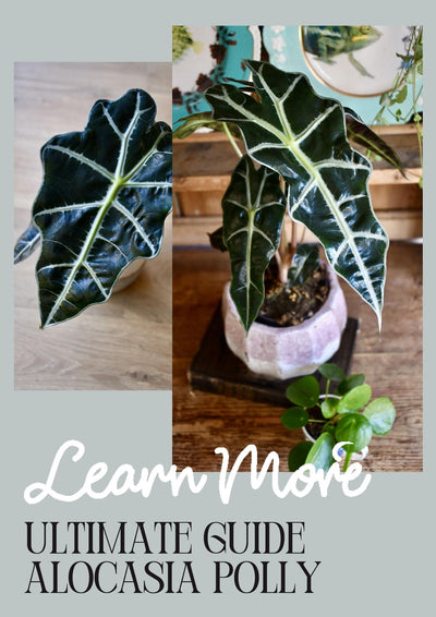 Alocasia Polly Care guide: The Easiest Alocasia to Keep