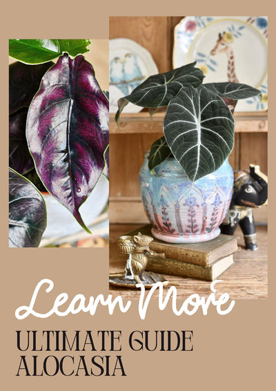 Alocasia Care guide: Large Colourful Easy Care Plants!
