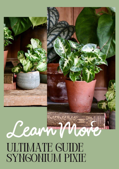 Syngonium Pixie Care Guide: Nurturing the Beauty of a Charming Houseplant