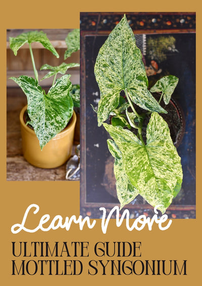 How to Care for Your Arrowhead Plant (Mottled Syngonium Podophyllum)