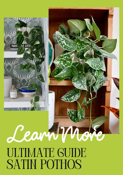 Satin Pothos Care Guide: Unleash this beautiful green beauty