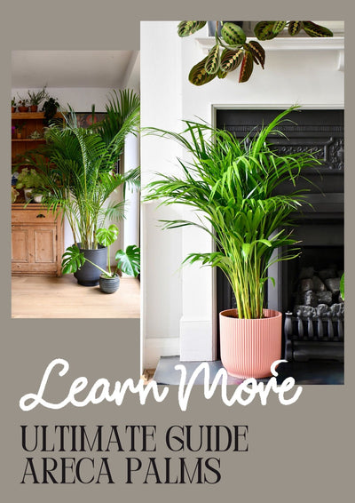 The Ultimate Guide to Areca Palms: Everything You Need to Know