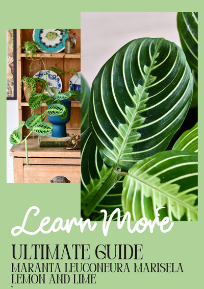 How to Care for Maranta Leuconeura Marisela Lemon and Lime: A Striking and Vibrant Houseplant