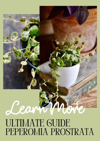 How to Care for Peperomia prostrata: Nurturing the Beauty of String of Turtles