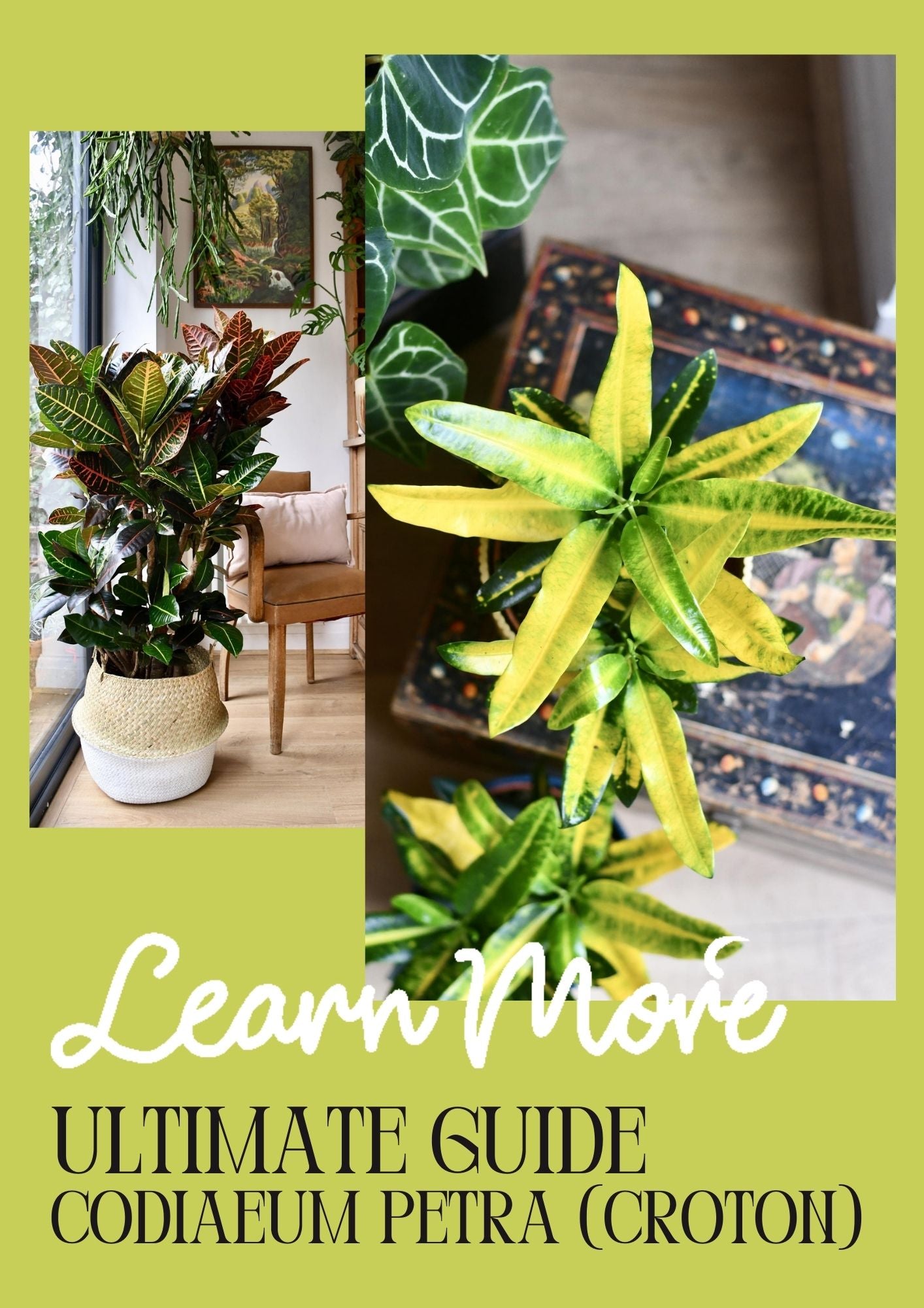 Codiaeum Petra Care Guide Enjoy the Beautiful Croton Petra Indoors