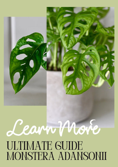 Monstera Adansonii Care Guide: Unveiling the Beauty of the Swiss Cheese Vine