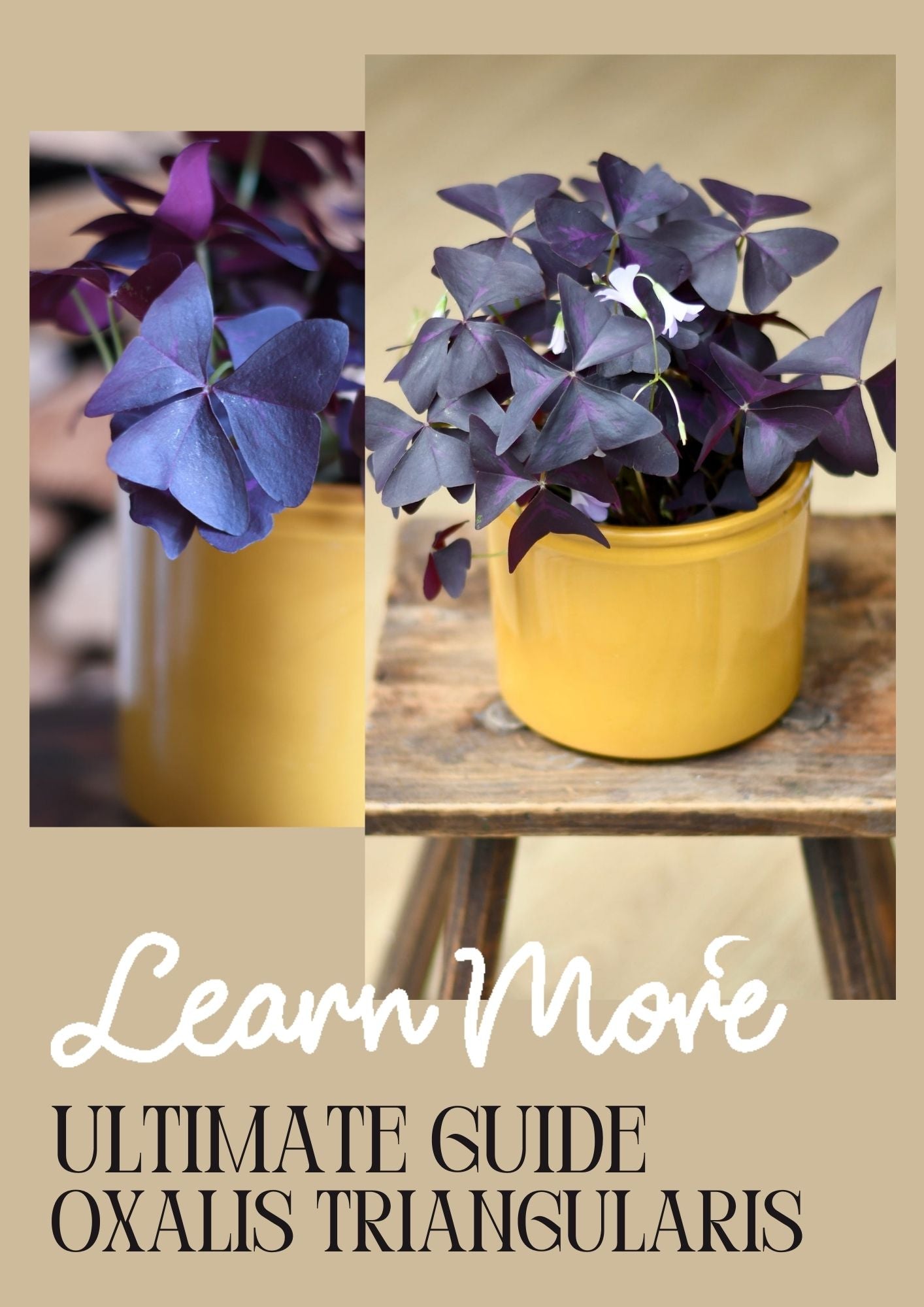 How to Care for Oxalis Triangularis A Charming and Unique Houseplant