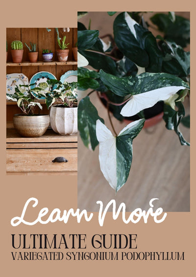 Variegated Syngonium Podophyllum Care Guide: Nurturing the Beauty of Variegated Arrowhead Vine