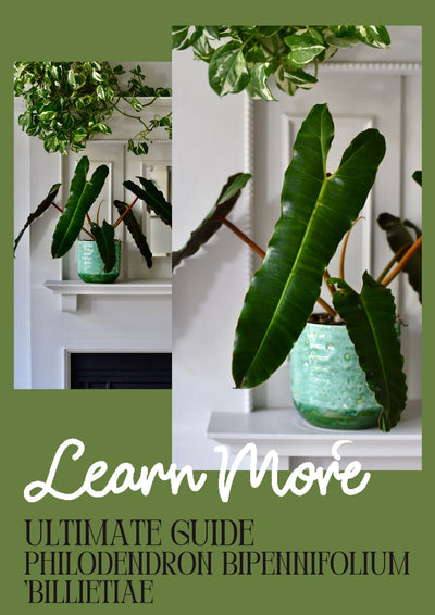 How to care for Philodendron bipennifolium 'Billietiae: An easy care rare plant
