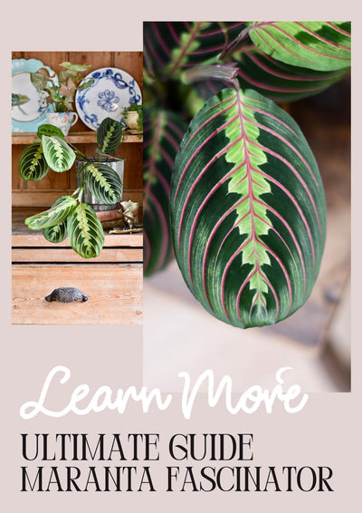 How to care for maranta fascinator: A colourful and pretty trailing plant