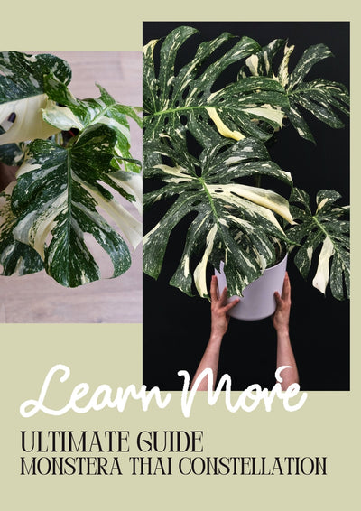 Monstera Thai Constellation Care Guide