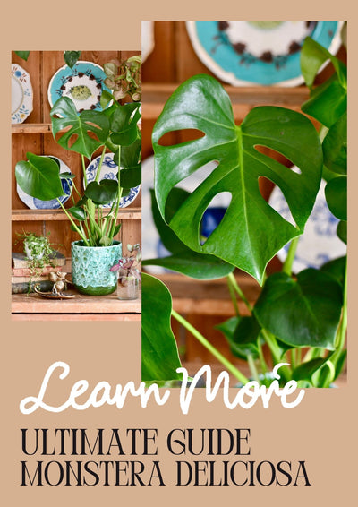 Monstera Deliciosa Care Guide: Unleashing the Beauty of the Swiss Cheese Plant