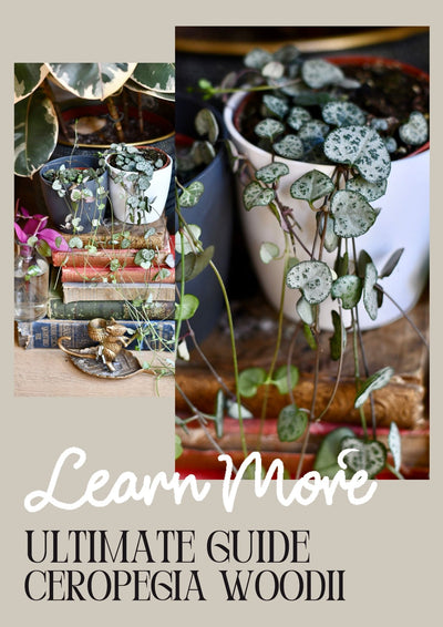 How to Care for String of Hearts (Ceropegia woodii): A Delicate and Charming Trailing Plant