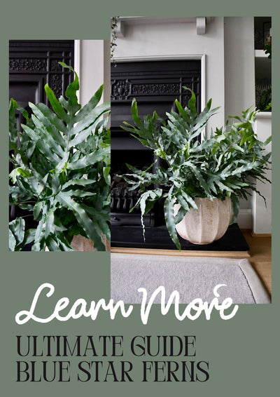 Blue Star Ferns care guide: The Best Fern for Indoors
